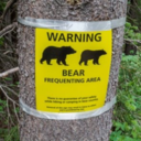 lionstigersandbears avatar