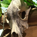 lionzandstarzz avatar