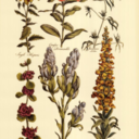 lipspeaklouder avatar