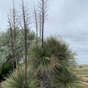 lipsticklunatic avatar