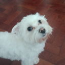 liquidgendermob avatar