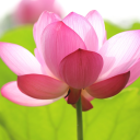 liquoriceleavess avatar