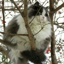 liquoricemimosa avatar