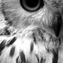 lirios--brancos avatar