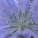 lisawhitehare avatar