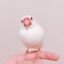 lisscockatiel avatar