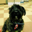 listen-look-feel avatar