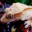 litendrage-blog avatar