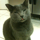 literalcatnip avatar