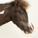 literally-just-a-horse avatar