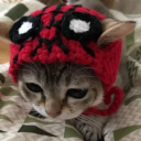 literally-spiderman-irl avatar