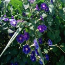 literally-thecouncil-lol avatar