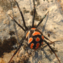 literallyaspider avatar