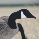 literallygoose avatar