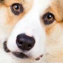 literalonionring avatar