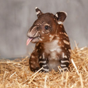 literary-tapir avatar