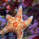 literarystarfish avatar