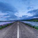 literature-and-lilacs avatar