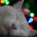 litflanneltrash avatar