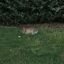 lithe-and-lovely avatar