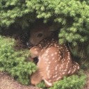 lithium--lips avatar