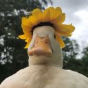 littelgreencat avatar