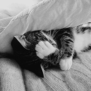 little--disaster avatar