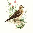 little-alouette avatar