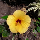 little-beetle avatar