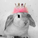 little-bun-bun-89 avatar