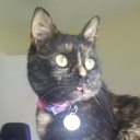 little-cat-press avatar