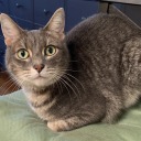 little-cat-showdown avatar