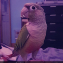 little-conure avatar