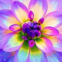 little-dragon116 avatar