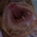 little-eclipse-kitten avatar