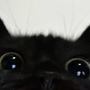 little-girl-23 avatar