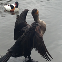 little-hakuto-blog avatar