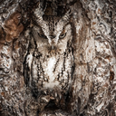 little-hiding-owl avatar