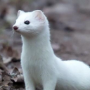 little-hole-for-you avatar