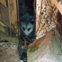 little-homestead-in-the-suburbs avatar