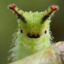 little-instars avatar