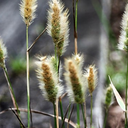 little-kiwi-things avatar