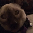 little-lamb-cat avatar