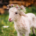 little-lamb-on-the-prairie avatar