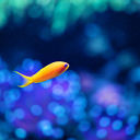 little-loner-fish avatar