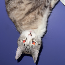 little-love--bug avatar