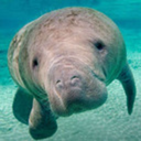 little-manatee avatar