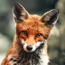 little-minx29 avatar