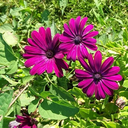 little-moon-dragon avatar