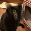 little-onion-heart avatar